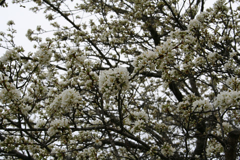 f0219373_1319463.jpg