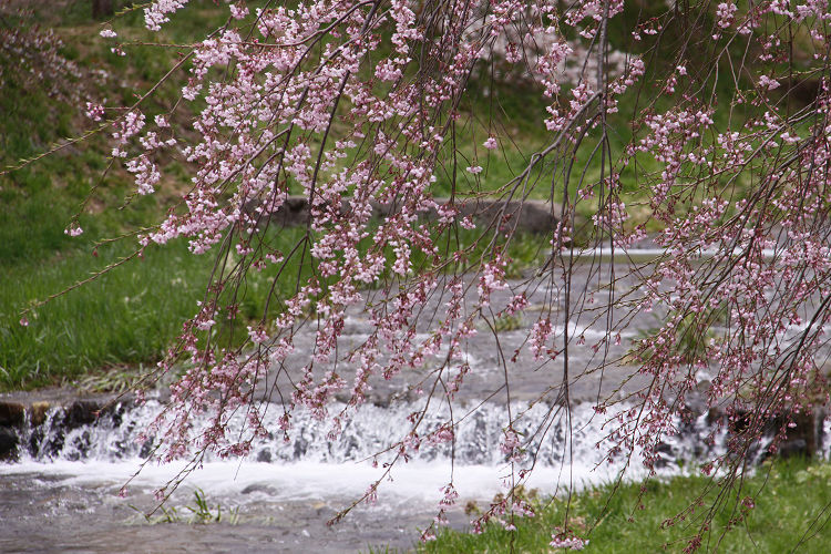 猪苗代　観音寺川の桜_e0088874_0355947.jpg