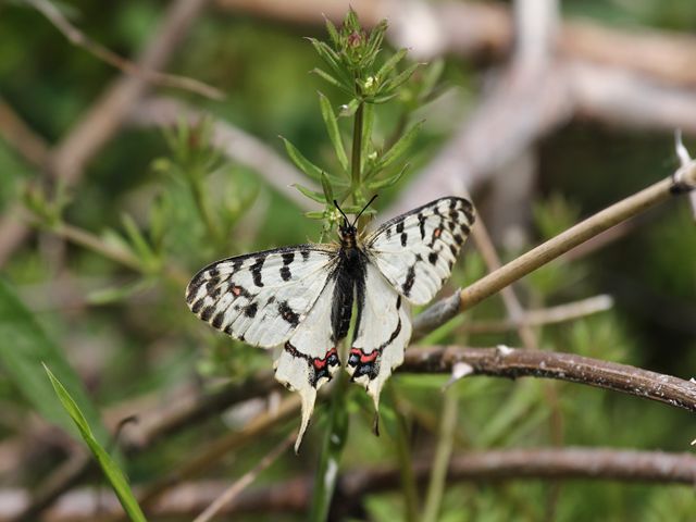 韓国ヒメギフチョウ（ペア、飼育品） （蝶に魅せられた旅人）