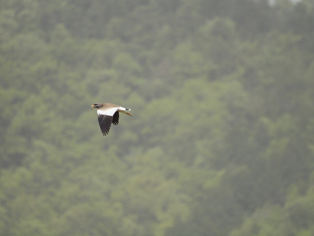ケリケリケリケリと鳴く鳥 自然風の自然風だより ケリケリケリケリと鳴く鳥 自然風の自然風だより