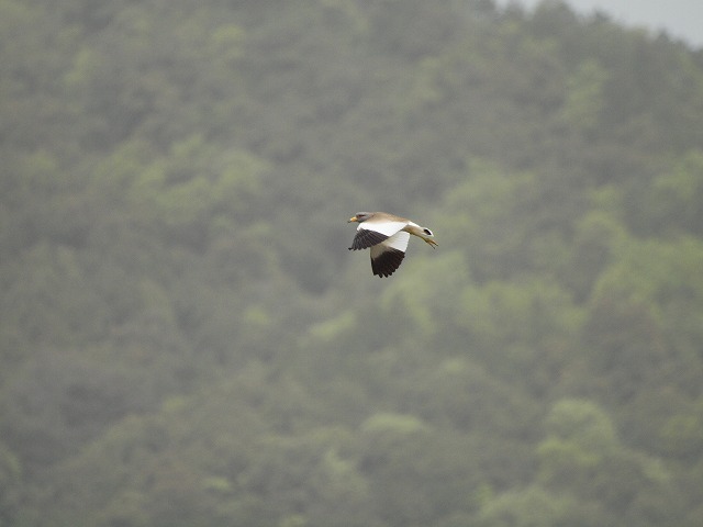 『ケリケリケリケリと鳴く鳥～』_d0054276_1920445.jpg