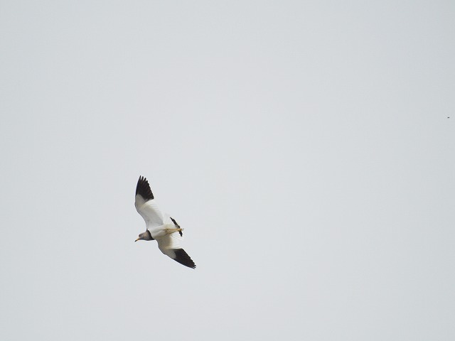 ケリケリケリケリと鳴く鳥 自然風の自然風だより ケリケリケリケリと鳴く鳥 自然風の自然風だより