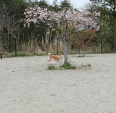 f0230777_1045231.gif