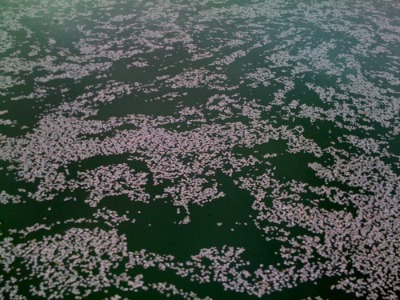 桜の散り際（5月7日～5月8日）_d0084478_103673.jpg