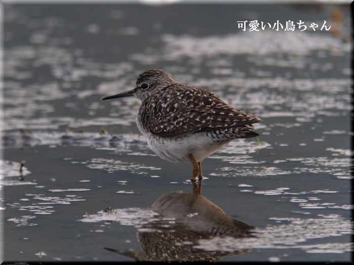 タカブシギちゃんです。_e0018678_2346130.jpg