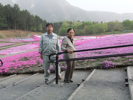 羊山公園　しば桜_b0032079_723461.jpg