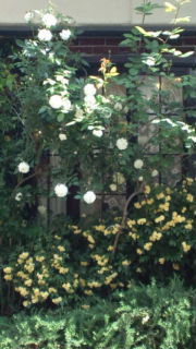 母の日_a0059281_11385830.jpg