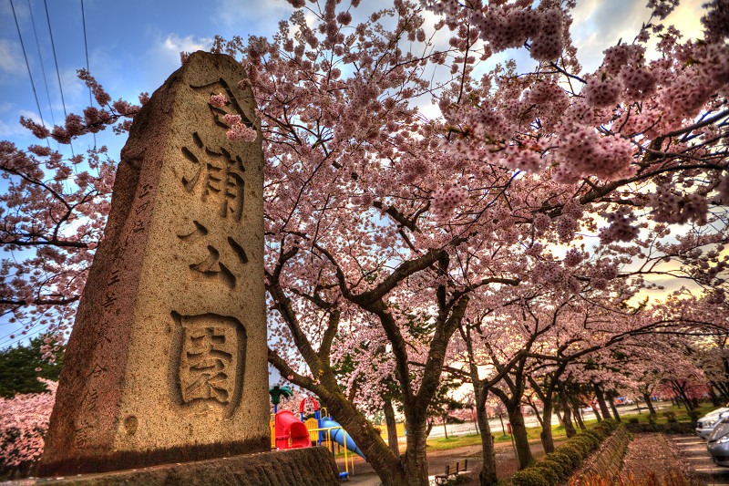 昨夜は雨　桜はまだ散っていなかった　港の合浦公園へ_a0160581_20351948.jpg