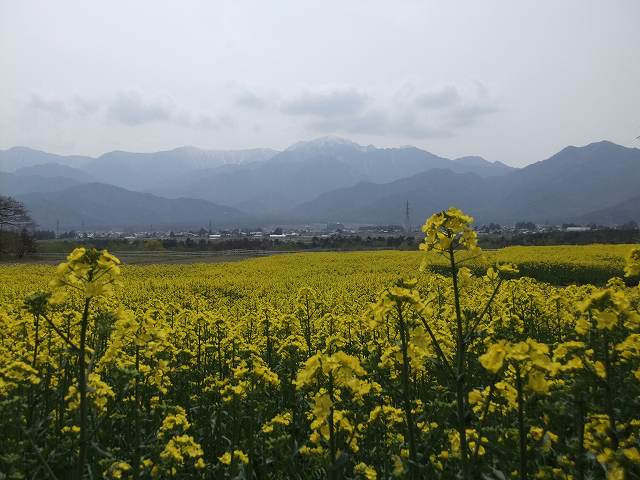 居谷里湿原のミズバショウ_b0112186_17344329.jpg