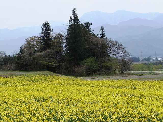 居谷里湿原のミズバショウ_b0112186_1735316.jpg