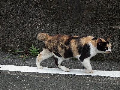 今日の猫_e0028387_1262558.jpg