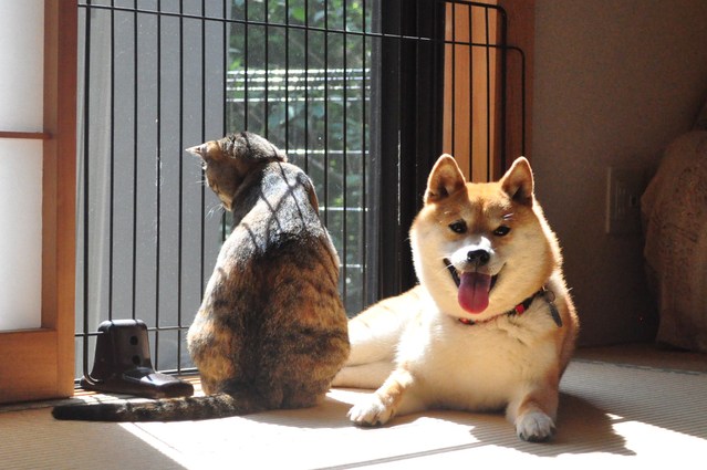 息ハアハアのひなたぼっこ_a0126590_22533711.jpg
