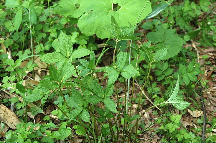 b0217090_12454595.jpg