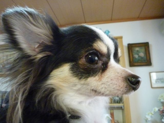 b0190092_21361580.jpg