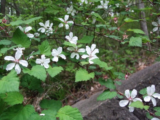 青葉の森５月観察会は雨の中_f0100593_1545232.jpg