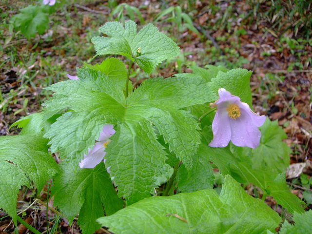 青葉の森５月観察会は雨の中_f0100593_1551192.jpg