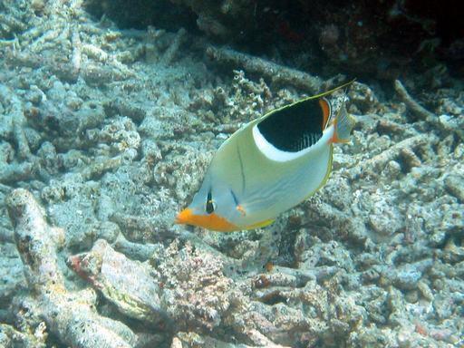 セグロチョウチョウウオ 西表島の石やんのあれやこれや