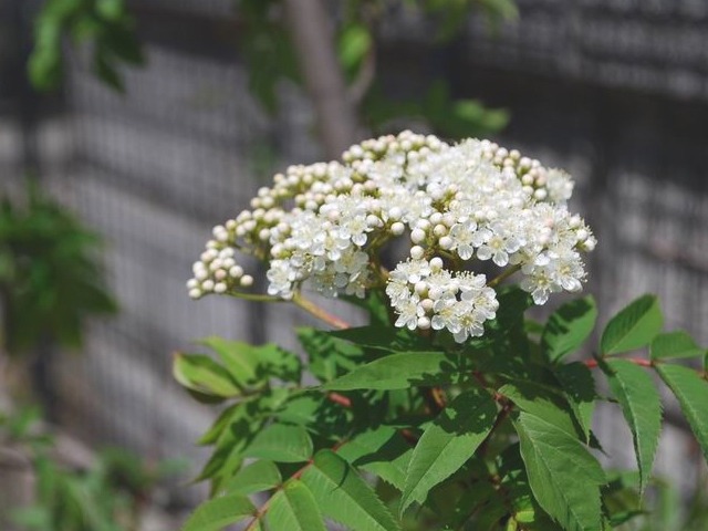 ５月の花が咲いている。。。_e0025300_20321053.jpg