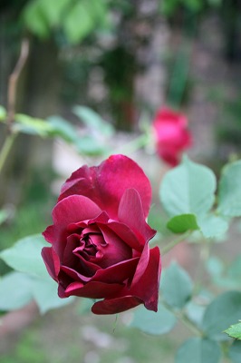b0199304_22592029.jpg