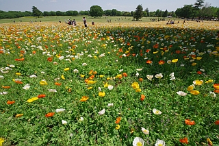c0156908_10253181.jpg