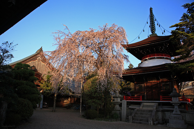 吉野山の桜　その３_f0181310_19555513.jpg