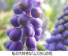 我が家のはな_c0182012_1519193.jpg