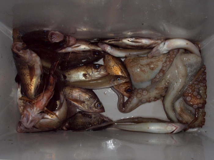 昨日の夫の釣果_c0116915_2340120.jpg