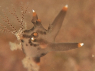 ウミウシ報告!_c0211615_113206.jpg