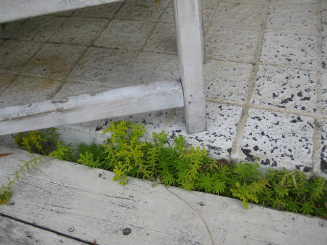 c0085916_1343214.jpg