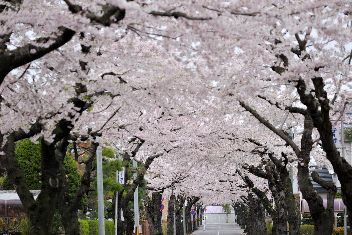 函館の桜_a0145819_7255580.jpg