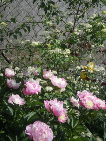c0124619_22594427.jpg