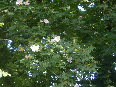 c0124619_2302026.jpg