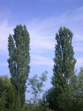 c0124619_2345451.jpg