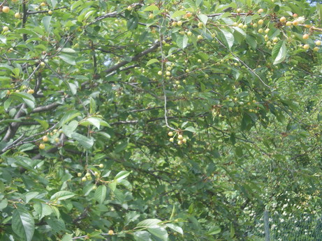 c0124619_23514138.jpg