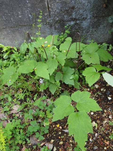 b0177323_1505991.jpg