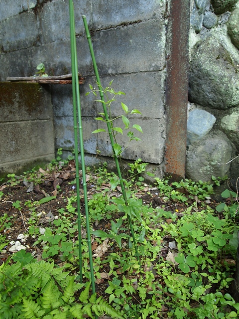 b0177323_154290.jpg