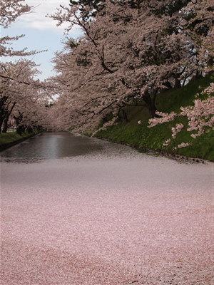 弘前公園桜 花筏と花吹雪*2011.05.07_b0147224_10533932.jpg