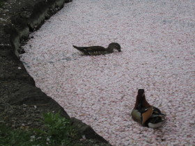 弘前公園桜 花筏と花吹雪*2011.05.07_b0147224_1055363.jpg