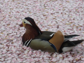 弘前公園桜 花筏と花吹雪*2011.05.07_b0147224_10554848.jpg