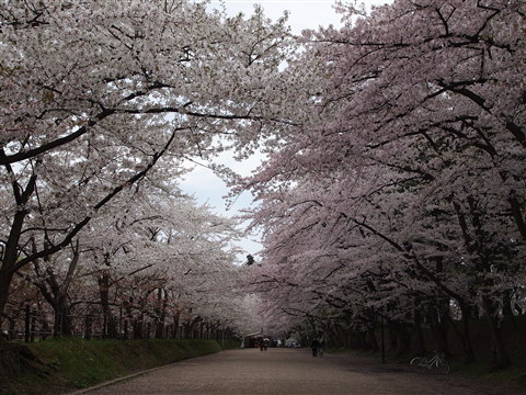 弘前公園桜 花筏と花吹雪*2011.05.07_b0147224_10561820.jpg