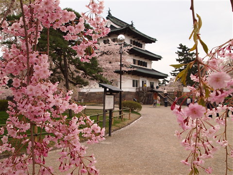 弘前公園桜 花筏と花吹雪*2011.05.07_b0147224_10582392.jpg