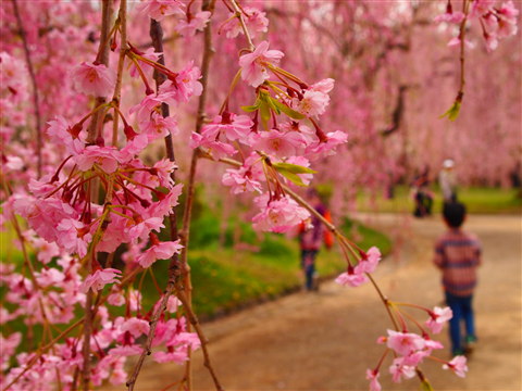 弘前公園桜 花筏と花吹雪*2011.05.07_b0147224_110826.jpg