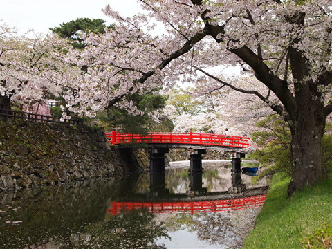 弘前公園桜 花筏と花吹雪*2011.05.07_b0147224_1115897.jpg