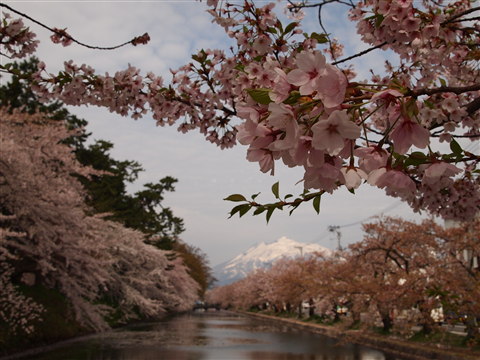 弘前公園桜 花筏と花吹雪*2011.05.07_b0147224_11259100.jpg