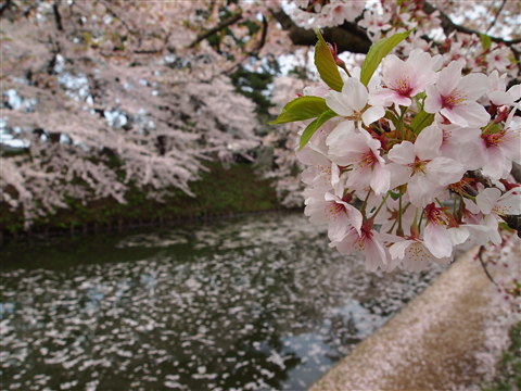 弘前公園桜 花筏と花吹雪*2011.05.07_b0147224_1143883.jpg