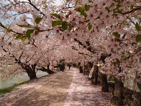 弘前公園桜 花筏と花吹雪*2011.05.07_b0147224_1151975.jpg