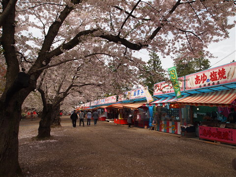 弘前公園桜 花筏と花吹雪*2011.05.07_b0147224_1165152.jpg