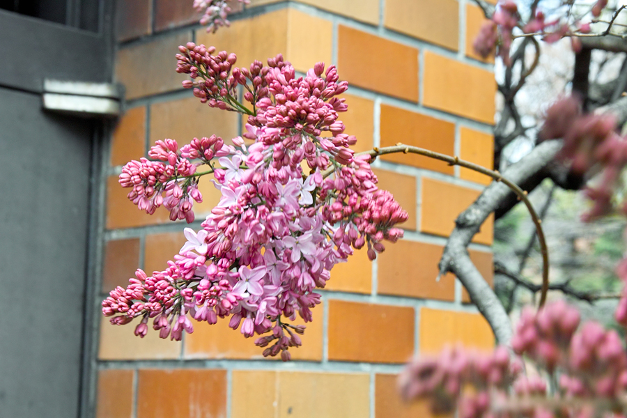 札幌一早いライラック　～大通公園　札幌市資料館～_c0223825_6443254.jpg