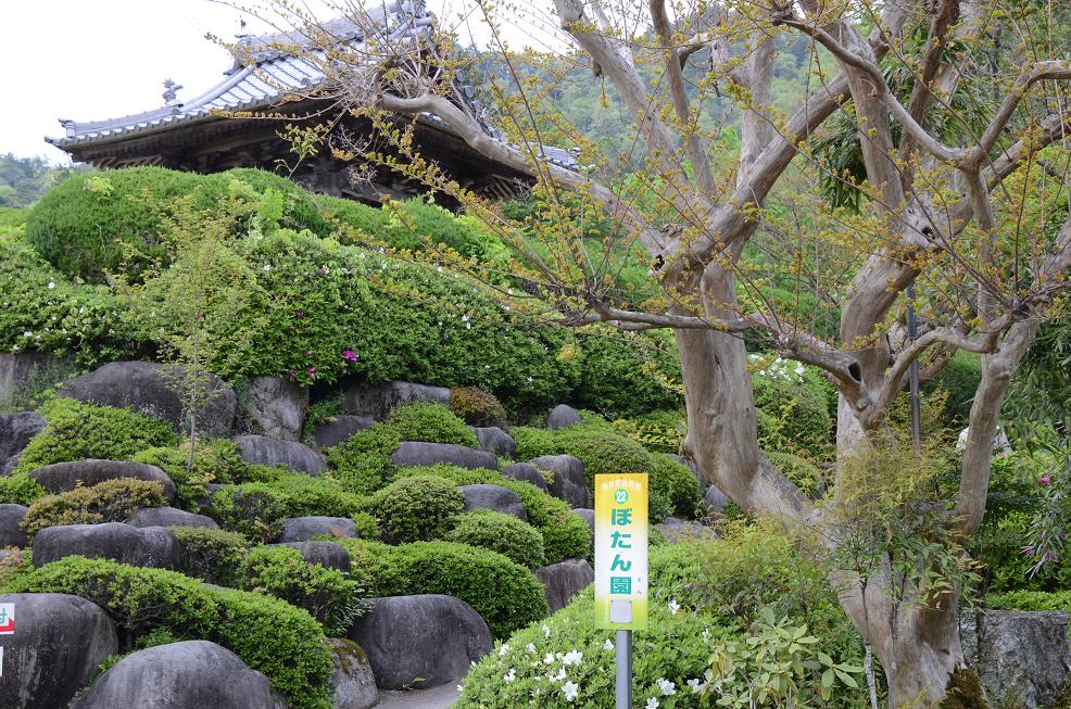 岐阜県郡上:柱昌寺さんの牡丹満開です_f0124830_2342769.jpg