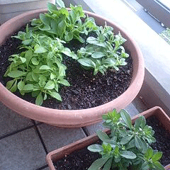 d0048332_1538103.gif